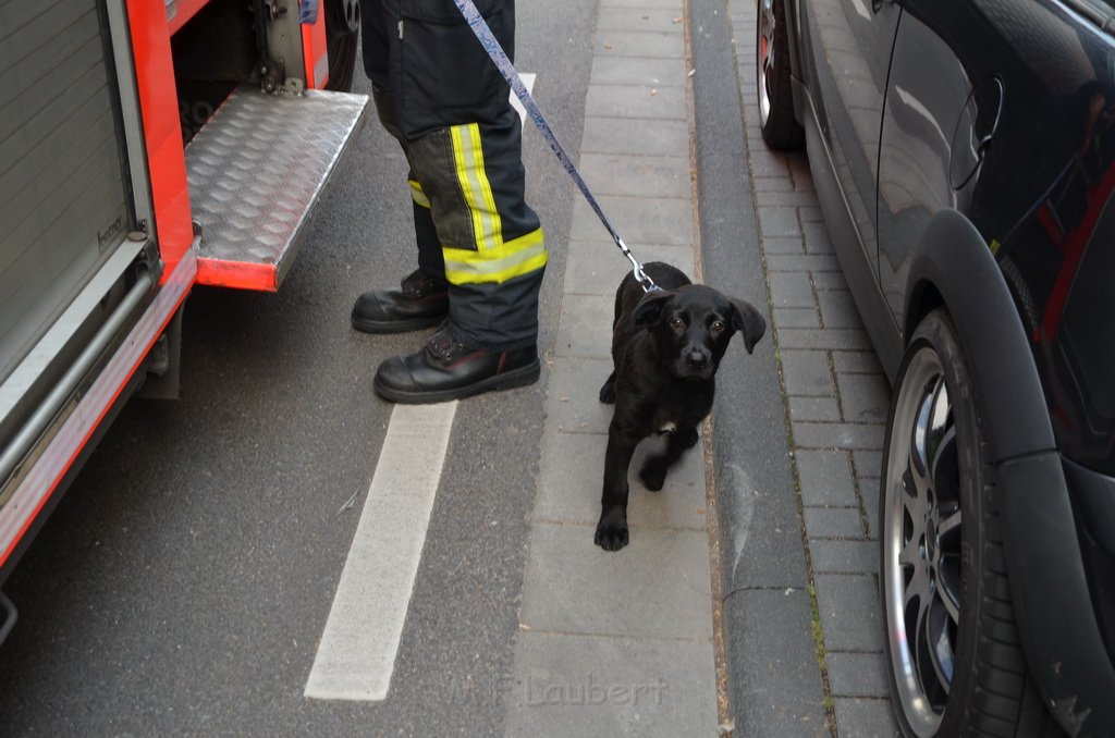 Welpen im Drehkranz vom KVB Bus eingeklemmt Koeln Chlodwigplatz P11.JPG